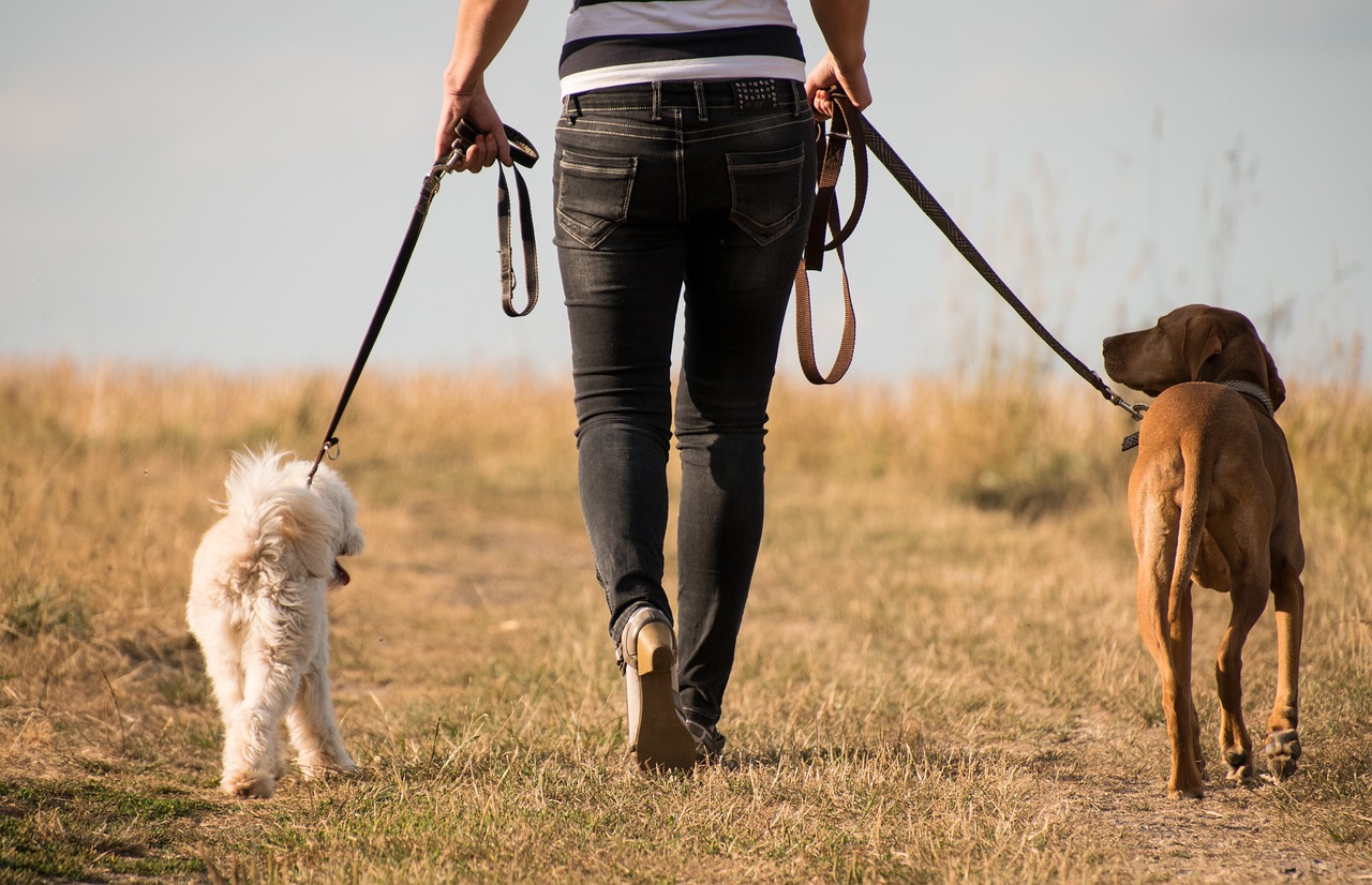 Besitzer mit zwei angeleinten Hund beim Socialwalk