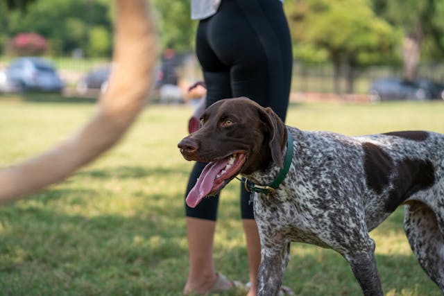 Hund im Hundetraining