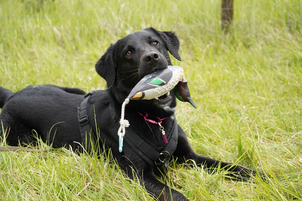 Hund mit Dummy im Maul beim Dummytraining