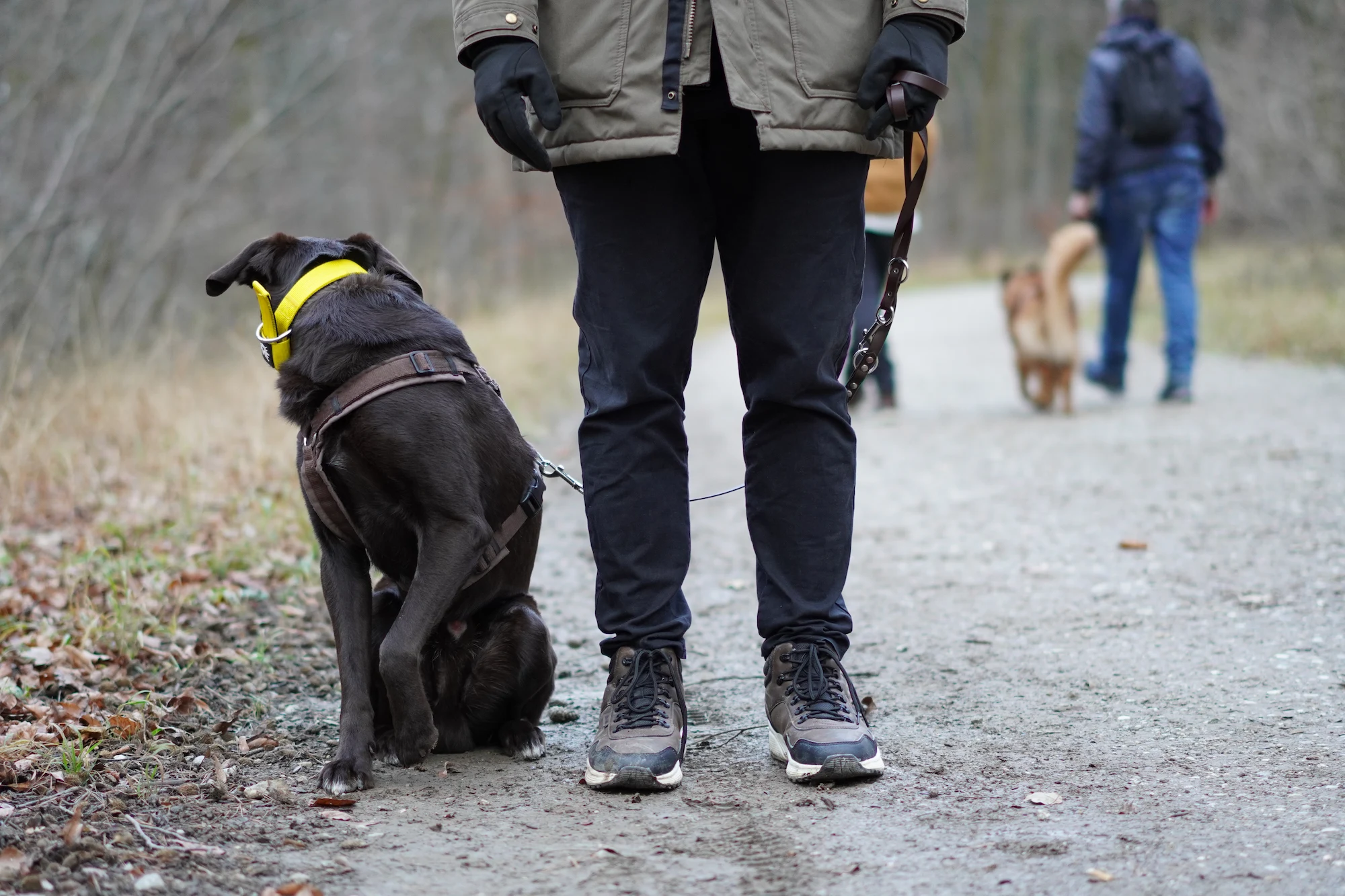 Hund bei Begegnungstraining in der Hundeschule